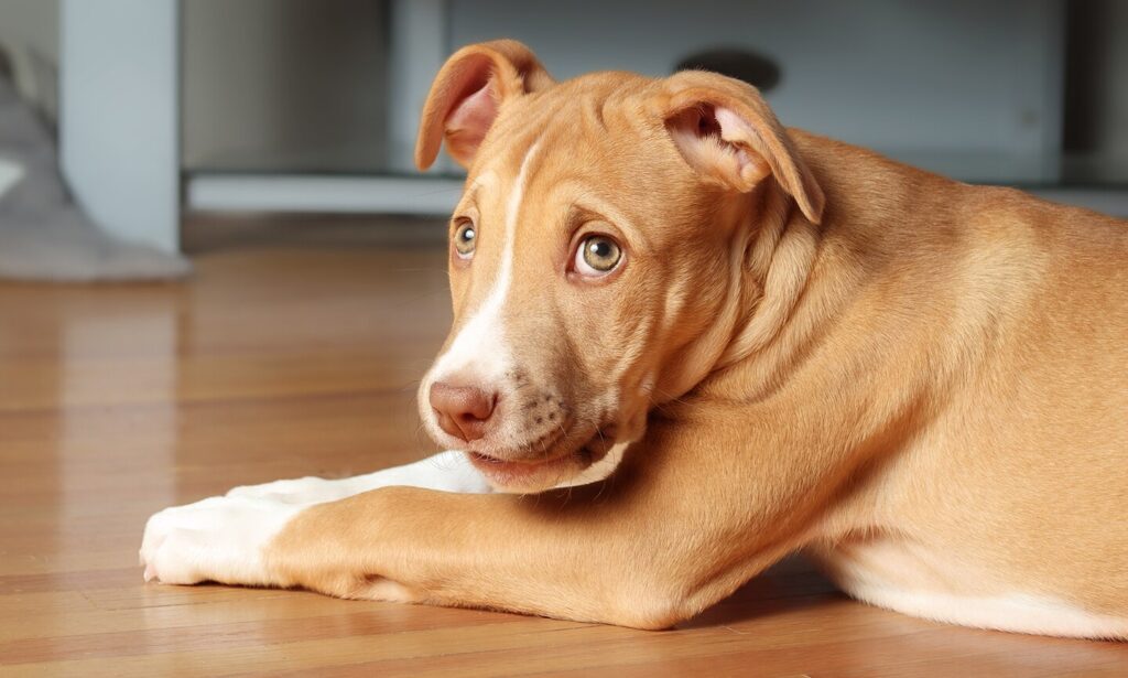 dog pooping in the house: dog lying on floor looking guilty