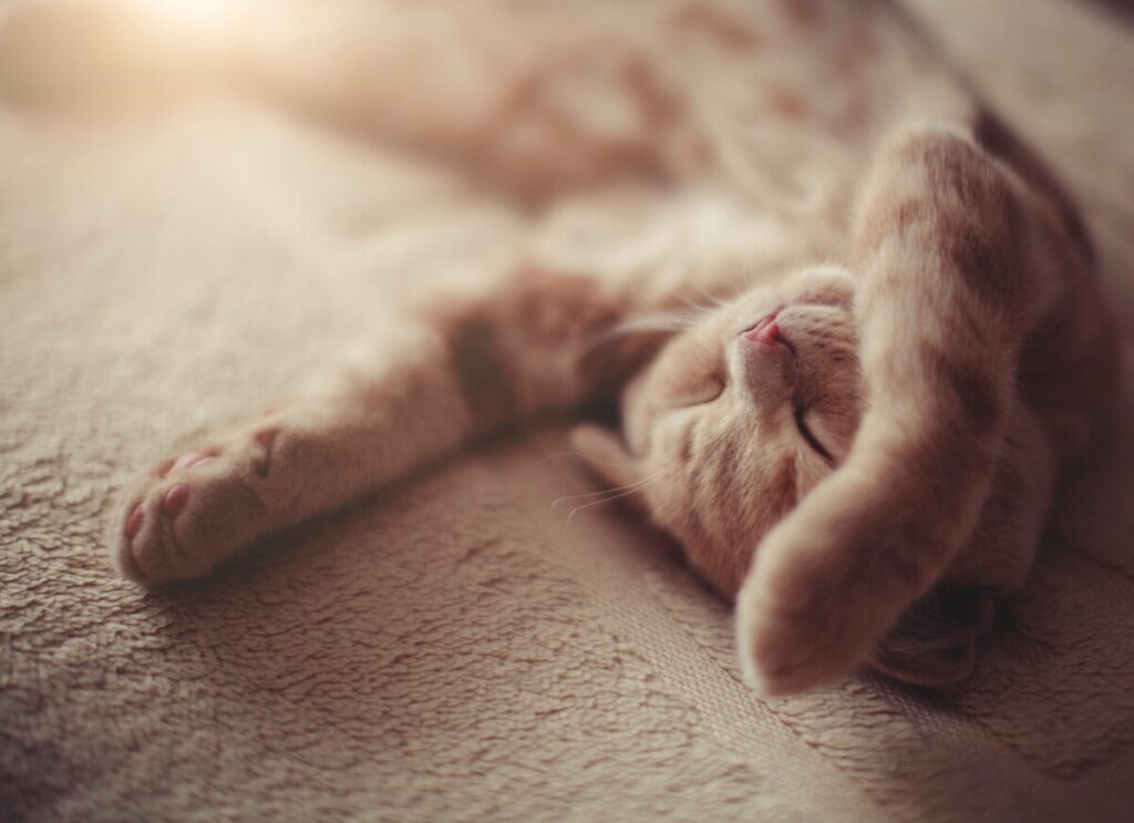 beige cat sleeping on its back