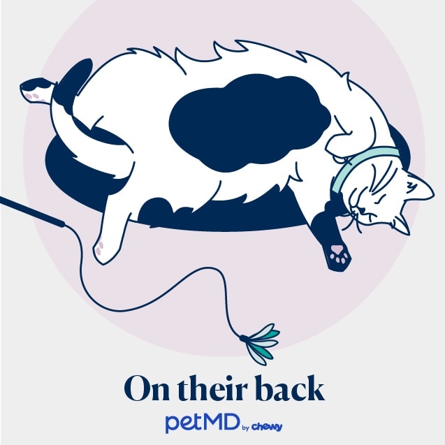 illustration of a cat sleeping on their back