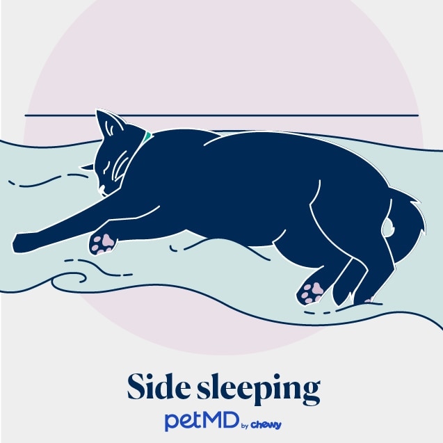 illustration of a cat sleeping on their side