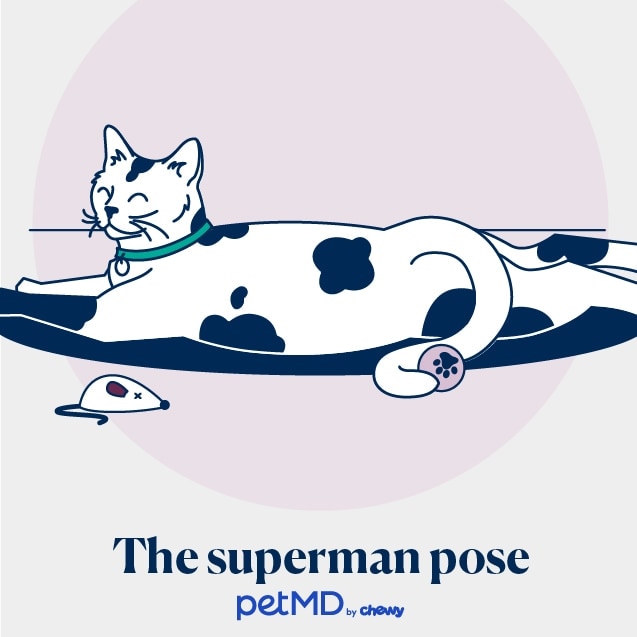 illustration of a cat sleeping in a superman pose