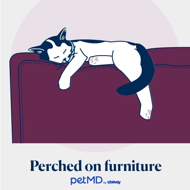 illustration of a cat sleeping on the back of a couch