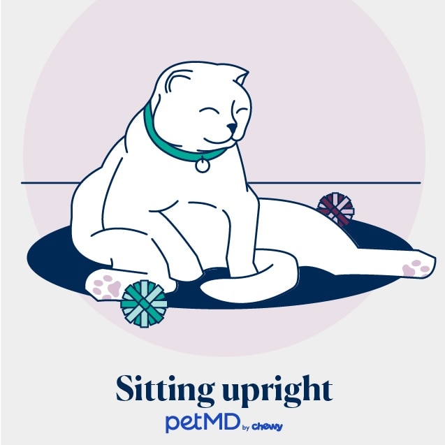 illustration of a cat sleeping while sitting up