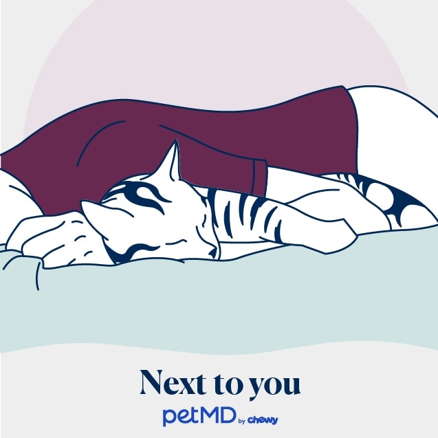 illustration of a cat sleeping next to a human
