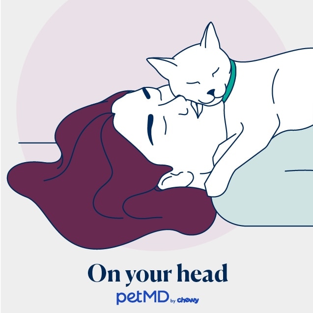 illustration of a cat sleeping on a person's head