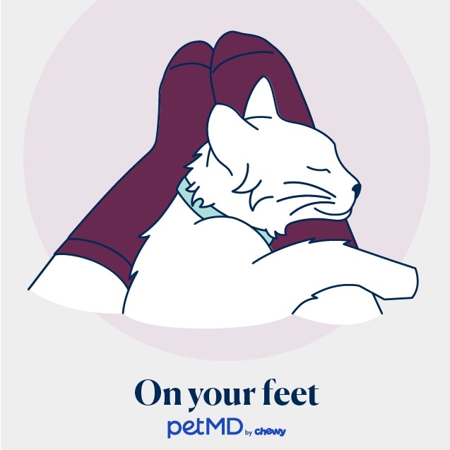 illustration of a cat sleeping on a person's feet