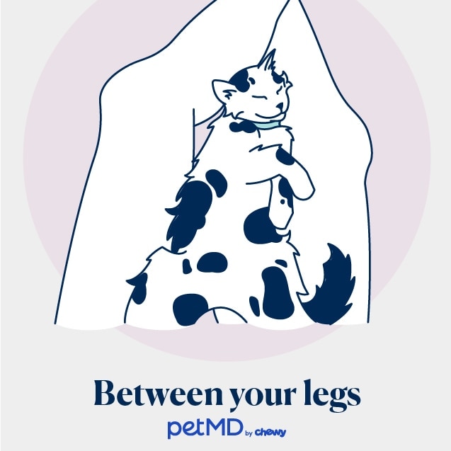 illustration of a cat sleeping between a person's legs