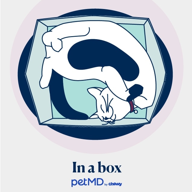 illustration of a cat sleeping in a box