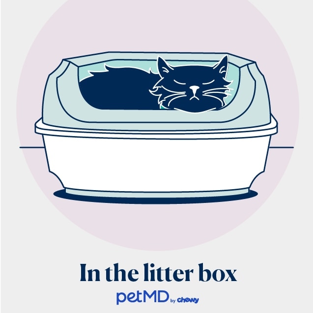 illustration of a cat sleeping in a litter box