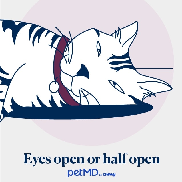 illustration of a cat sleeping with their eyes open