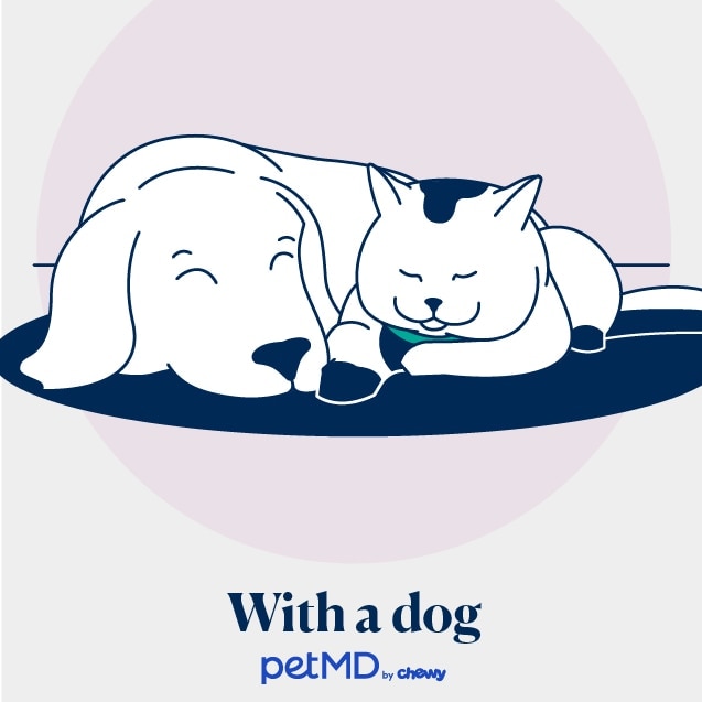illustration of a cat sleeping next to a dog