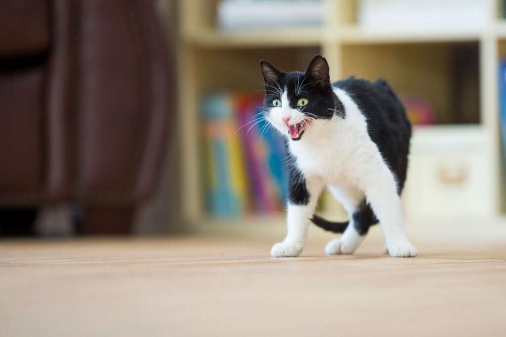 black and white cat hissing