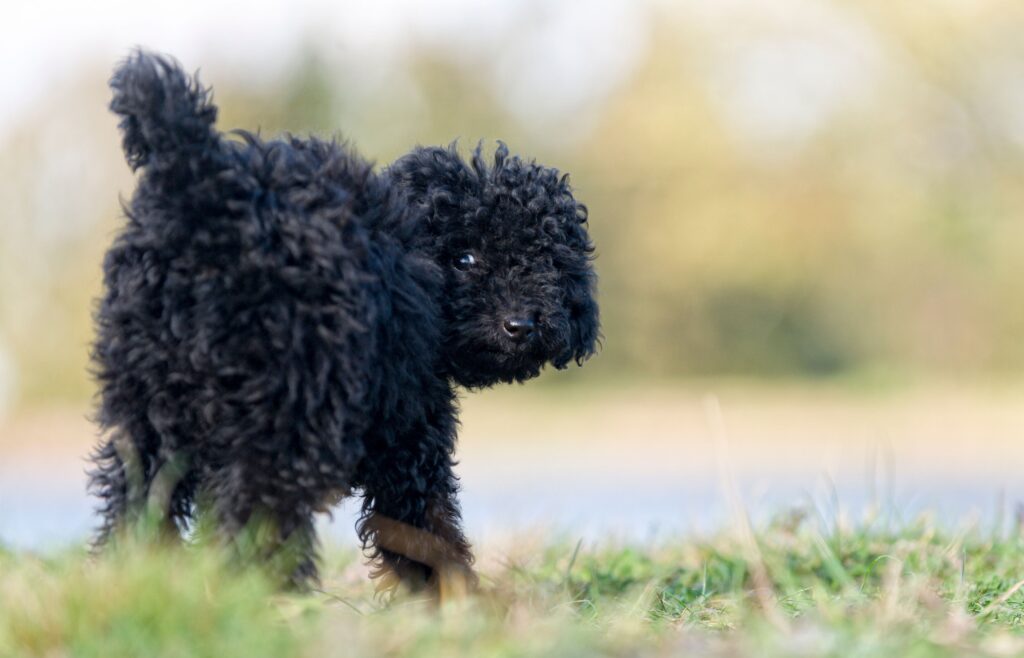 Poodle looking back. Poodles may be more at risk for dog anal gland problems.