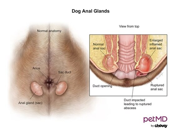 Dog Anal Glands Common Problems Treatment And Prevention PetMD