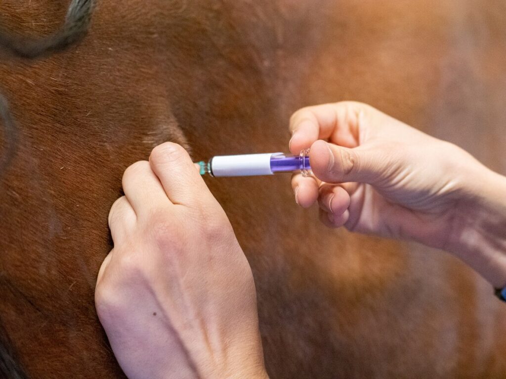 Horse vaccine administration