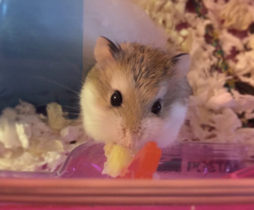 Hamster cage