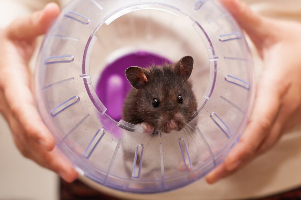 Hamster in ball