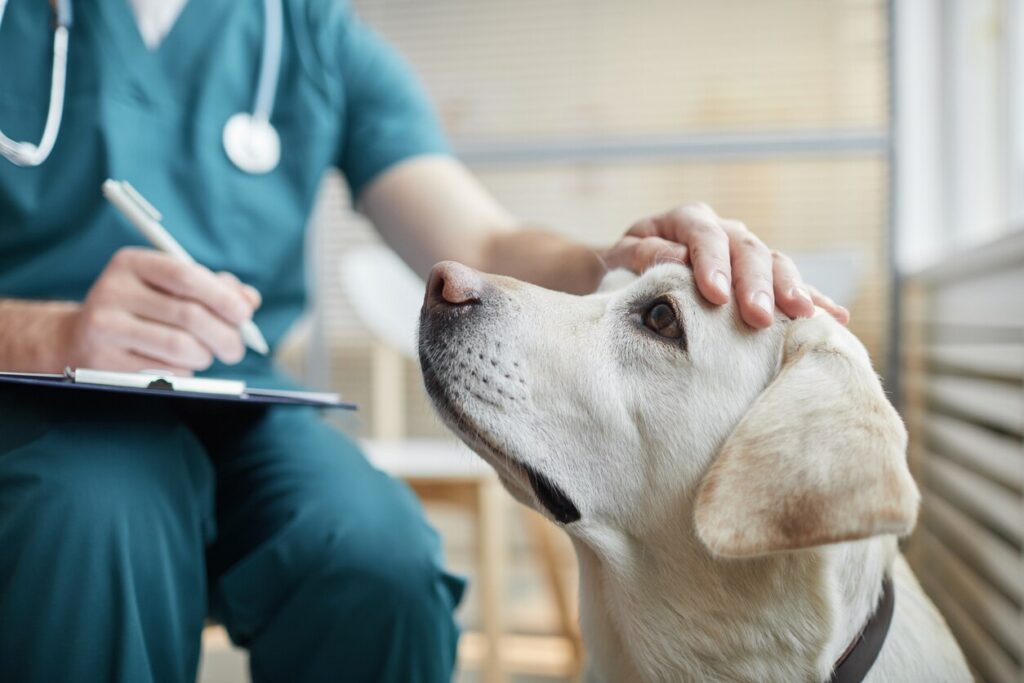 veterinarian patting a yellow lab on the head