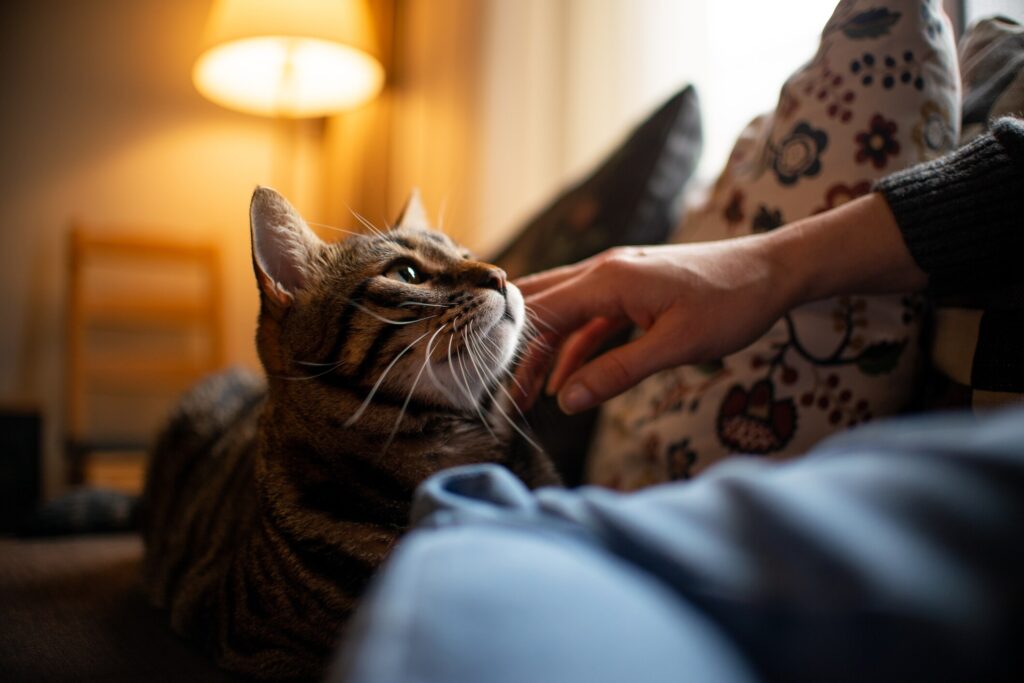 ways indoor cats can get fleas; a cat snuggles with his pet parent inside his home.