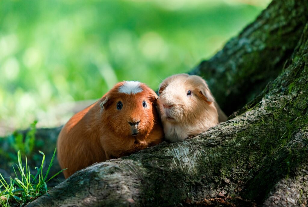 Two cute guinea pigs sit at the base of a tree.