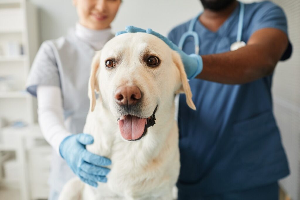 white labrador at vet exam sitting on table with vet arms around him.