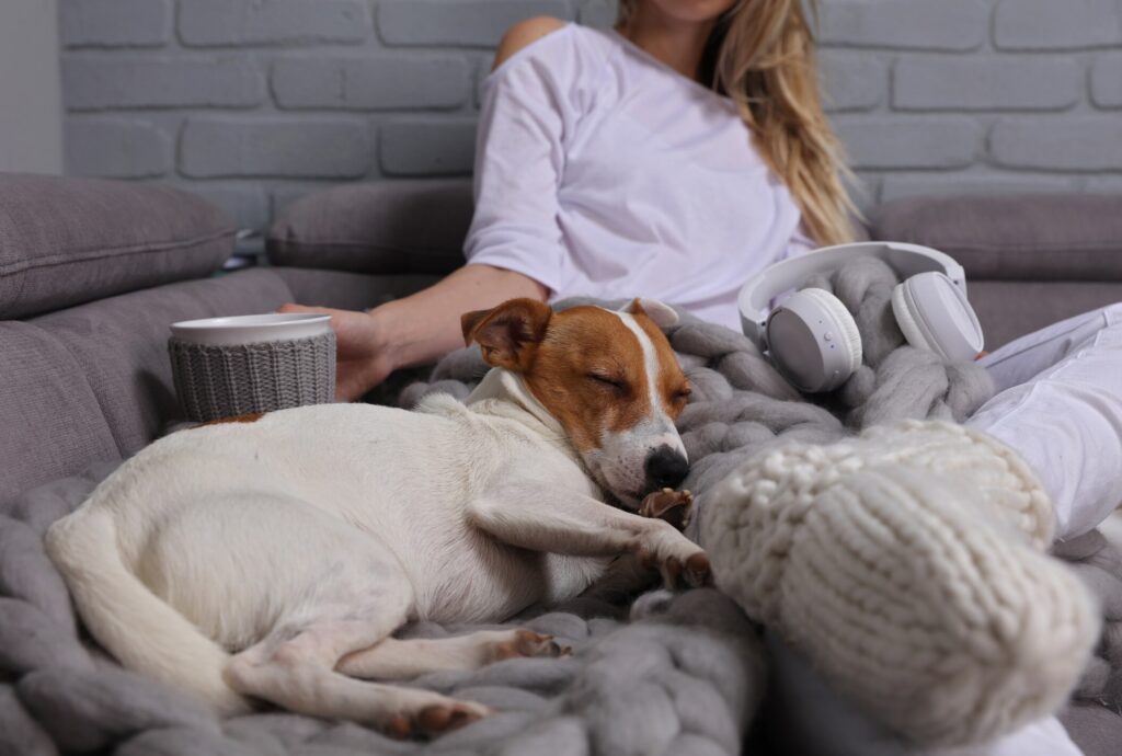 A dog sits with his pet parent.