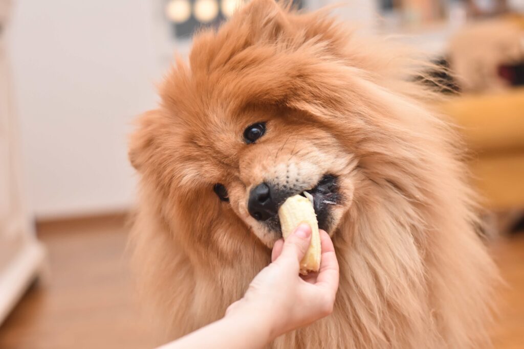 red chow chow dog eating a banana