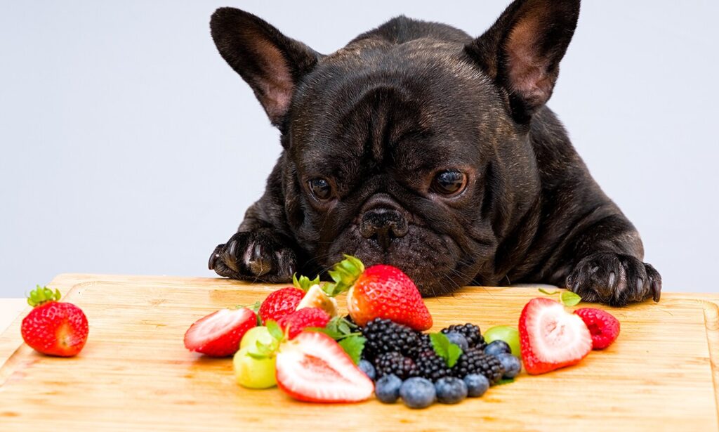can dogs eat blackberries: dog staring at a pile of fruits including blackberries