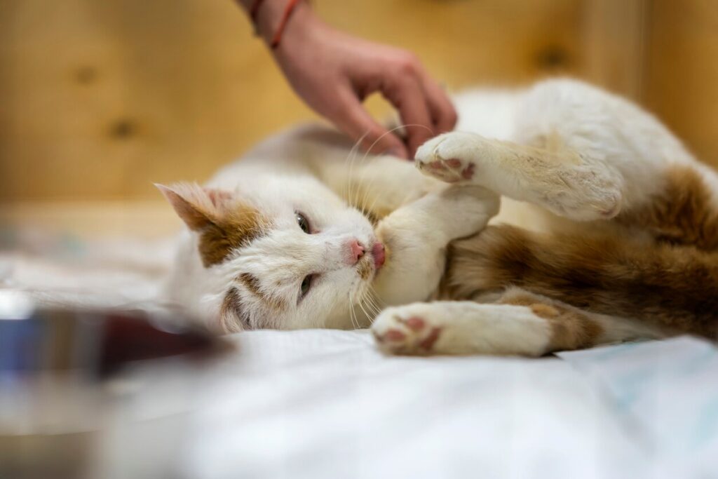 cat-getting-rubs