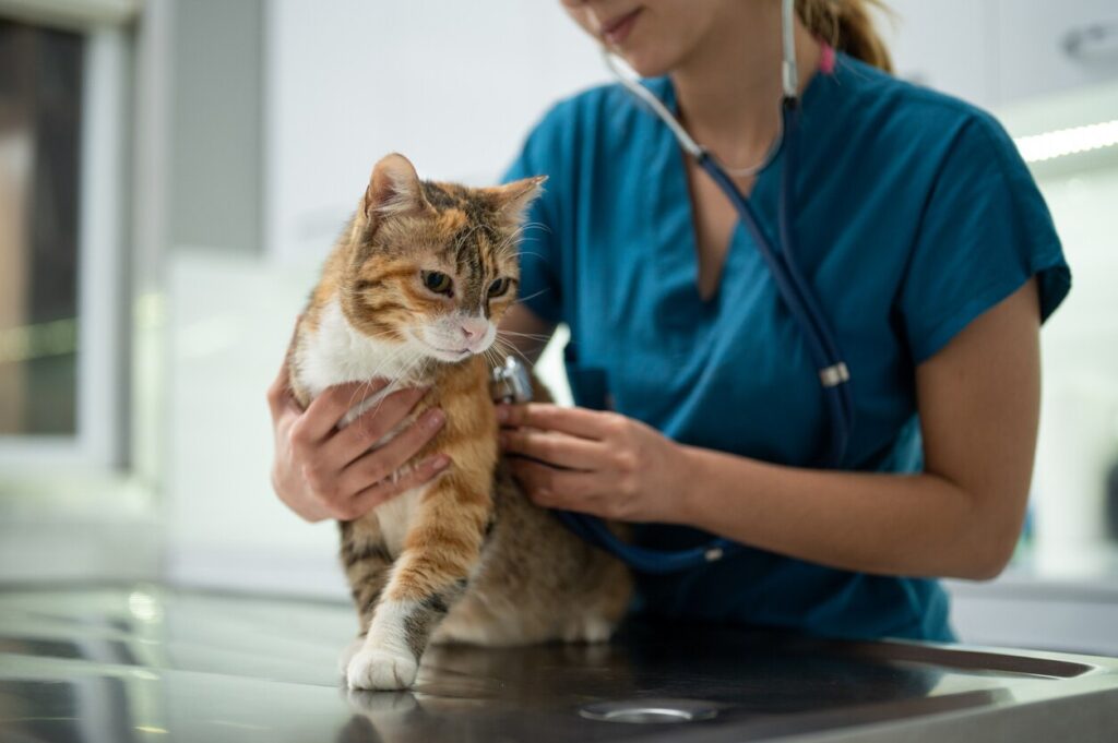veterinarian listening to an orange cat with a stethoscope
