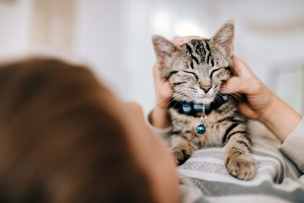 Kitten