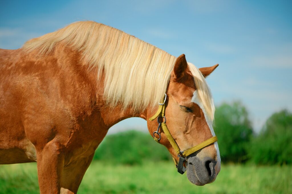 horse standing in a field