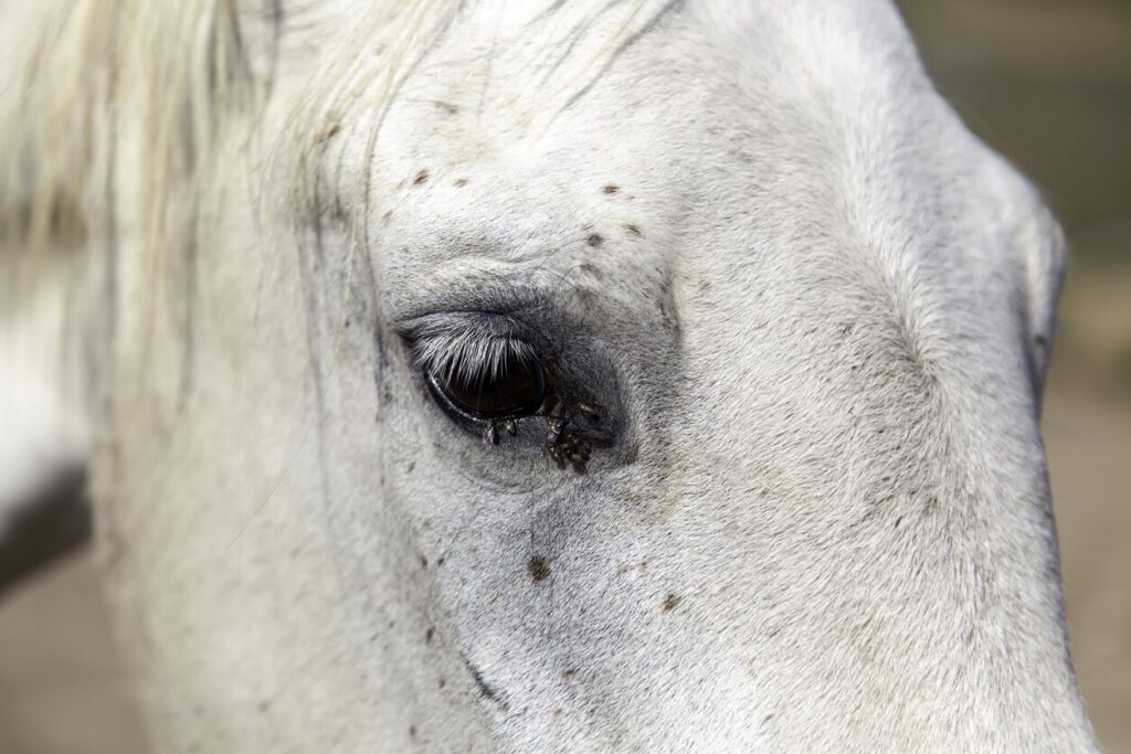 Horse eyes
