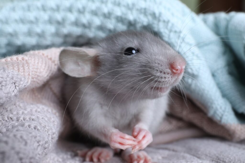 Cute dumbo rat
