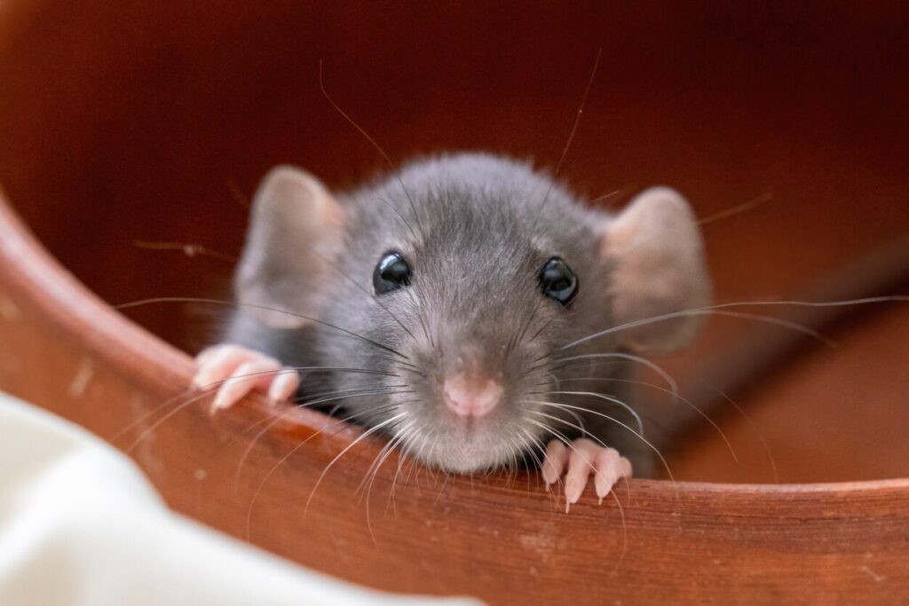 Rat in bowl