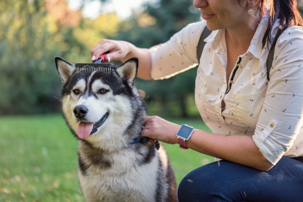 Dog being brushed
