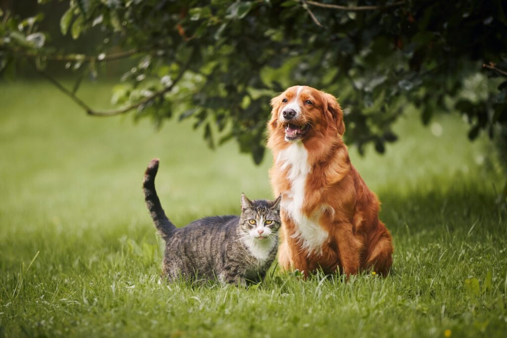 A dog and cat sit in a grassy field.