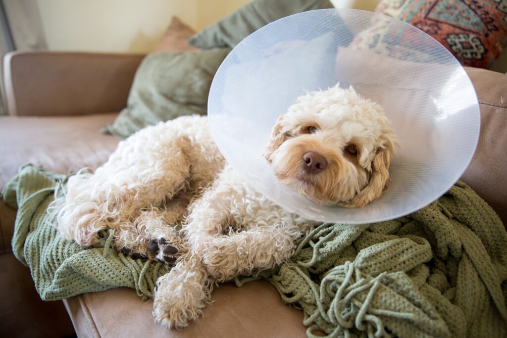 A dog lays down with a cone.