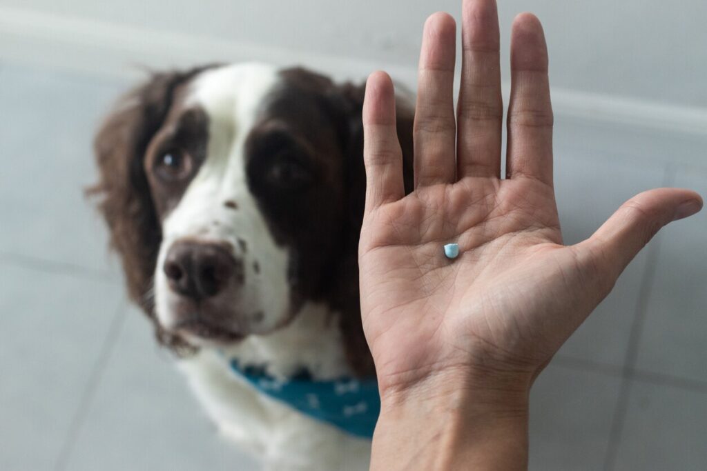person holding half of a blue pill in their hand with a brown and white dog sitting in the background