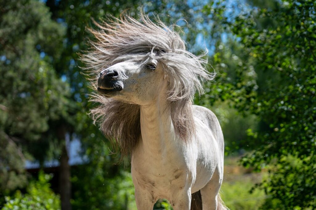 Horse mane