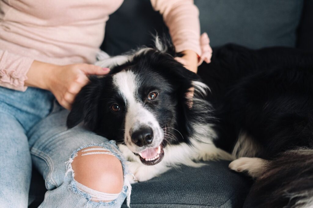 Border collie being pet behind the ears