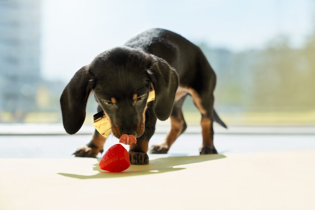 can dogs eat strawberries: dachshund dog looking at strawberry