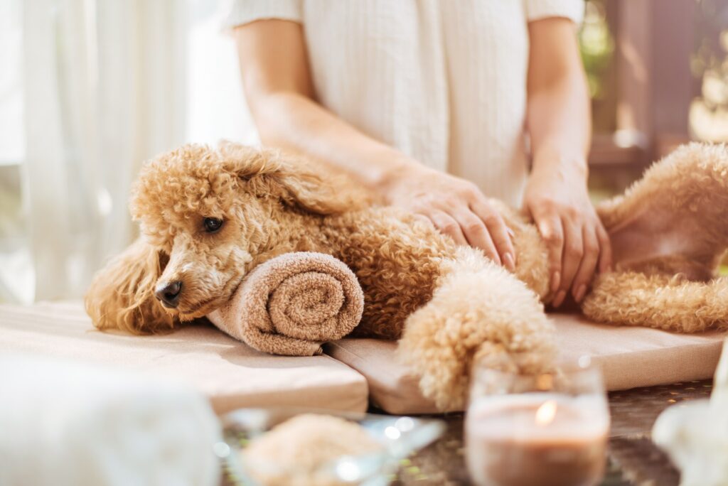 A dog receiving veterinary-guided massage therapy for joint and muscle pain in 2025 Massage is a good way to offer natural pain relief for dogs.