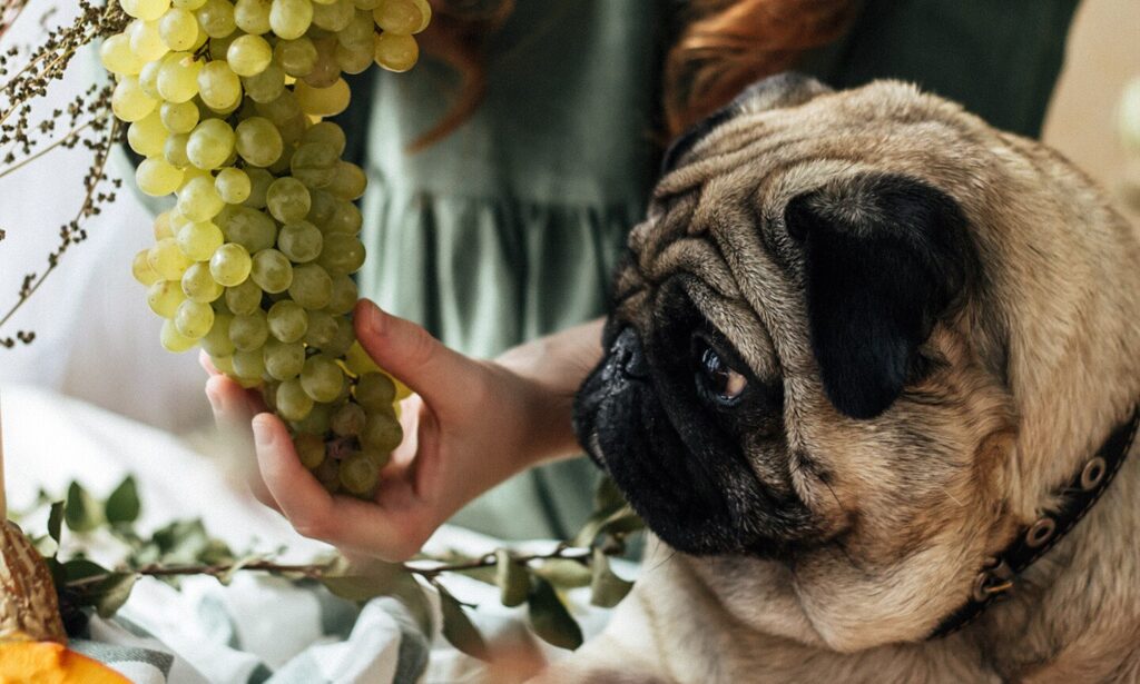 can dogs eat grapes: dog staring at green grapes