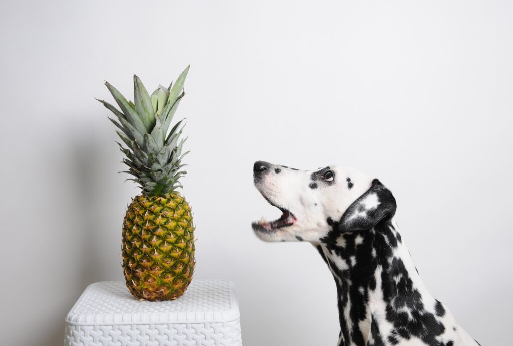 dalmatian dog looking at pineapple