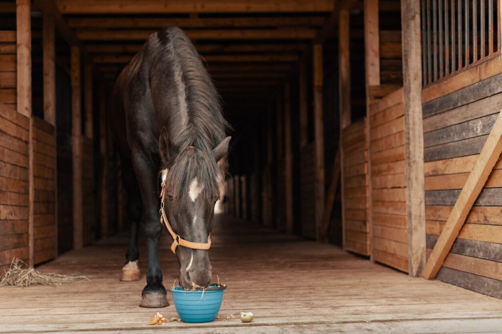 horse eats out of bucket in stable