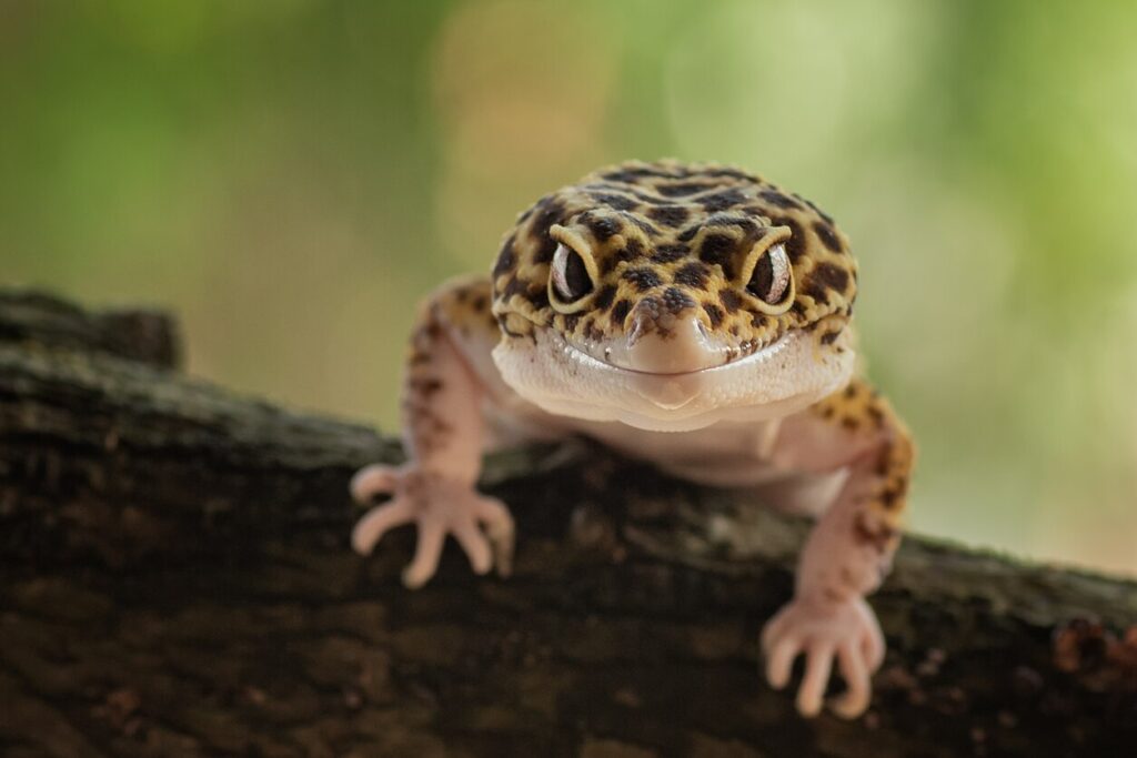 Leopard gecko