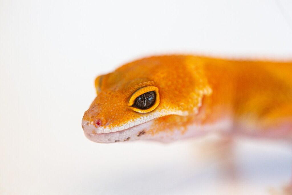 close up of orange leopard gecko