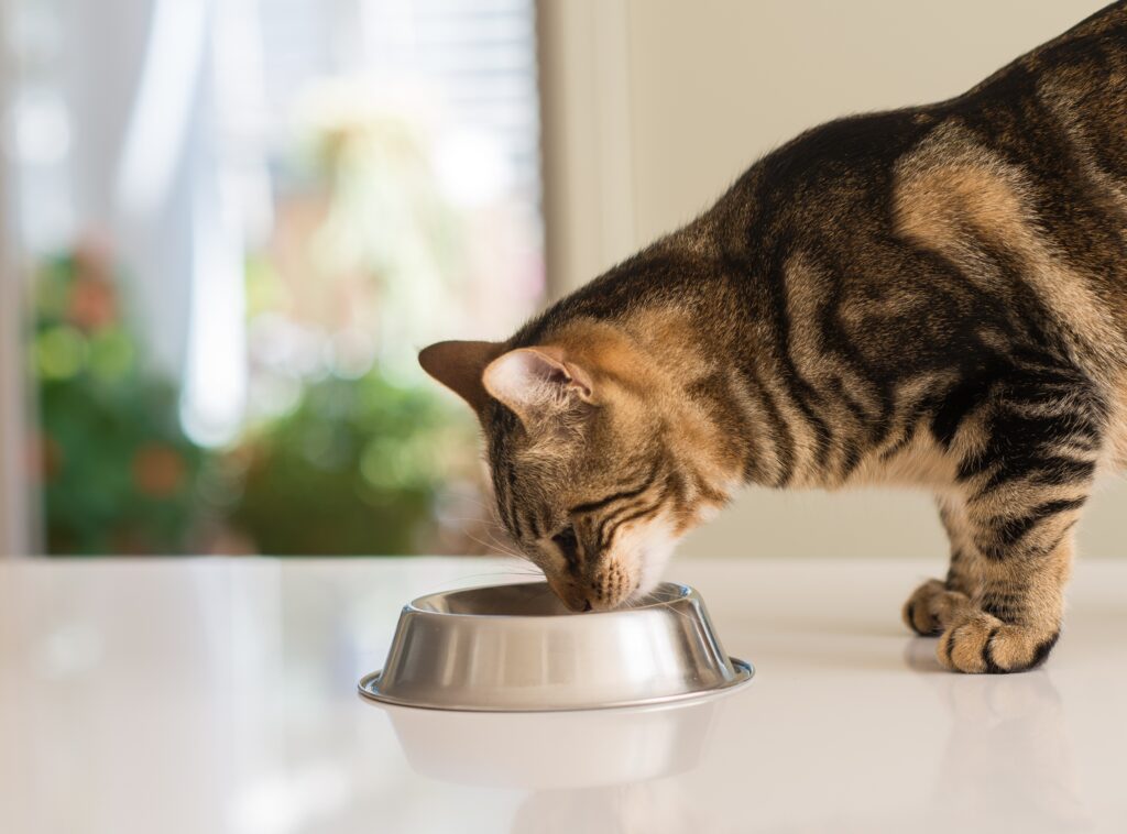 hydrolyzed protein cat food: cat eating out of a food bowl on kitchen counter