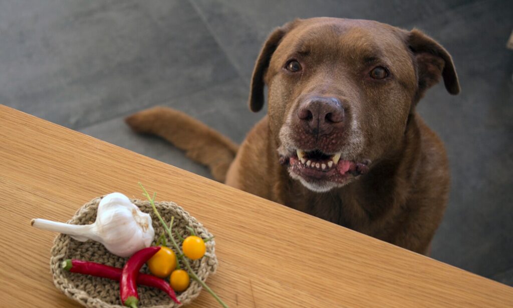 can dogs eat garlic: dog staring at garlic bulb in bowl